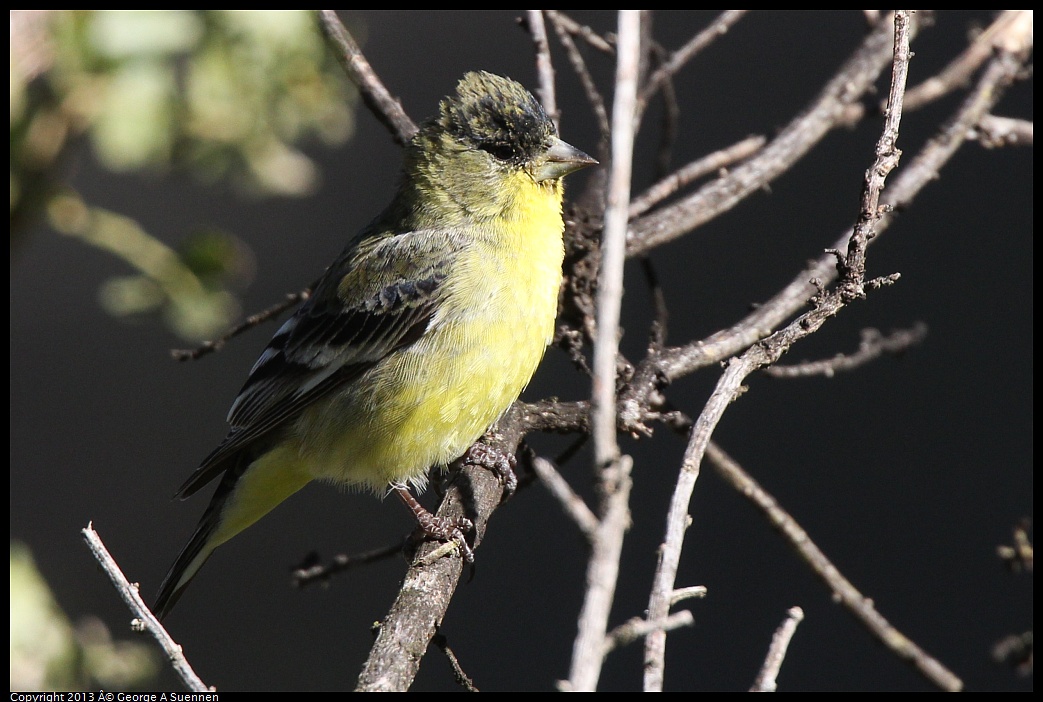 0220-102609-01.jpg - Lesser Goldfinch