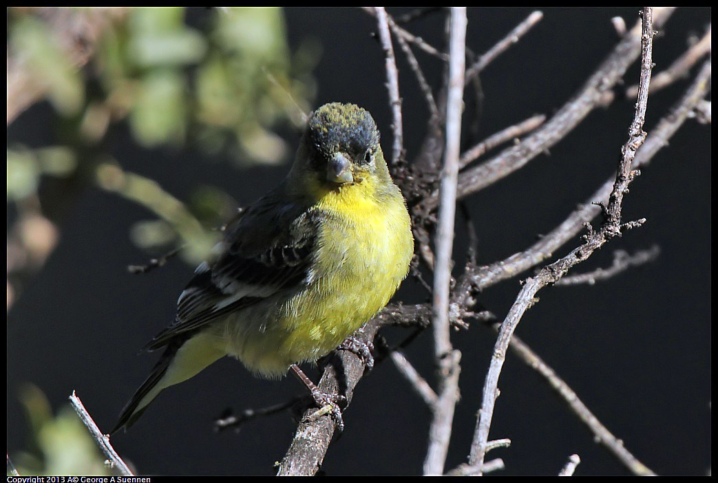 0220-102620-01.jpg - Lesser Goldfinch