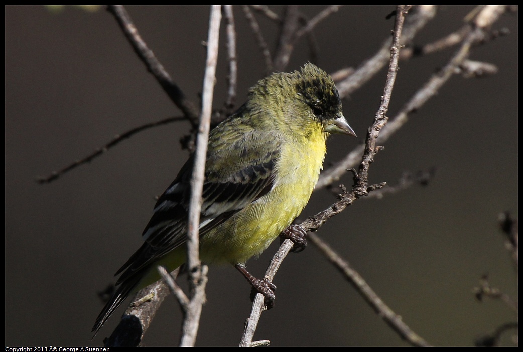 0220-102650-03.jpg - Lesser Goldfinch