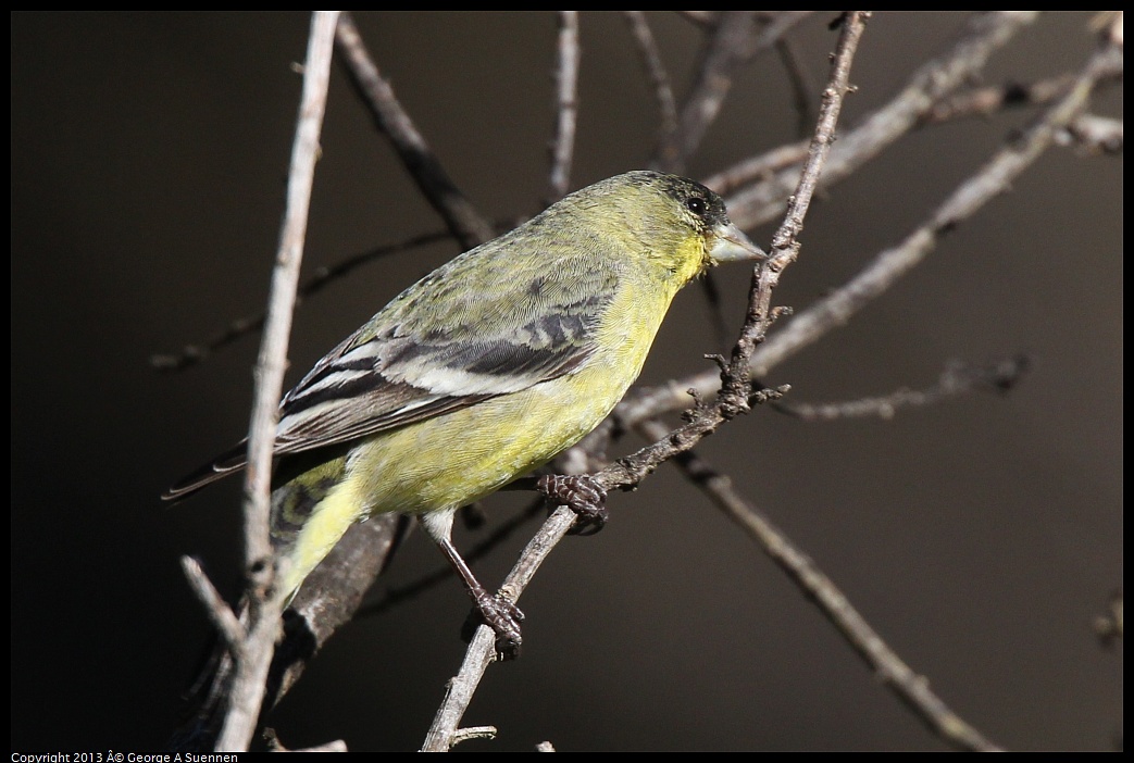 0220-102707-02.jpg - Lesser Goldfinch