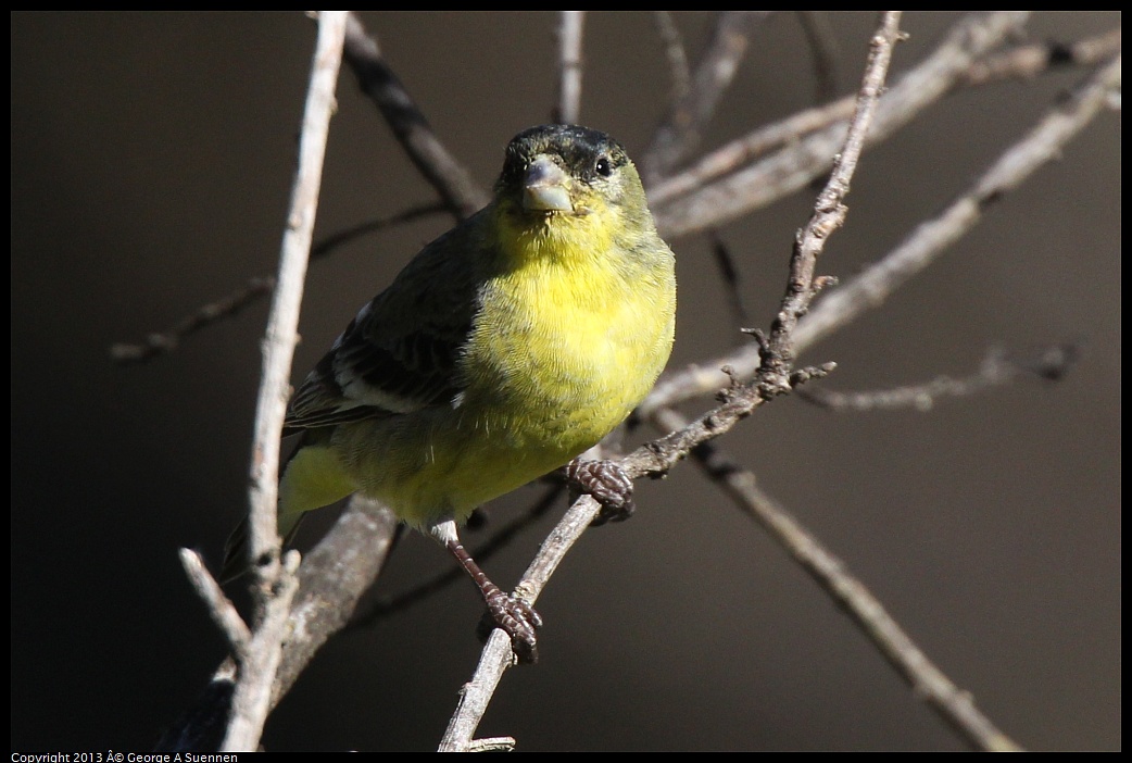 0220-102709-01.jpg - Lesser Goldfinch