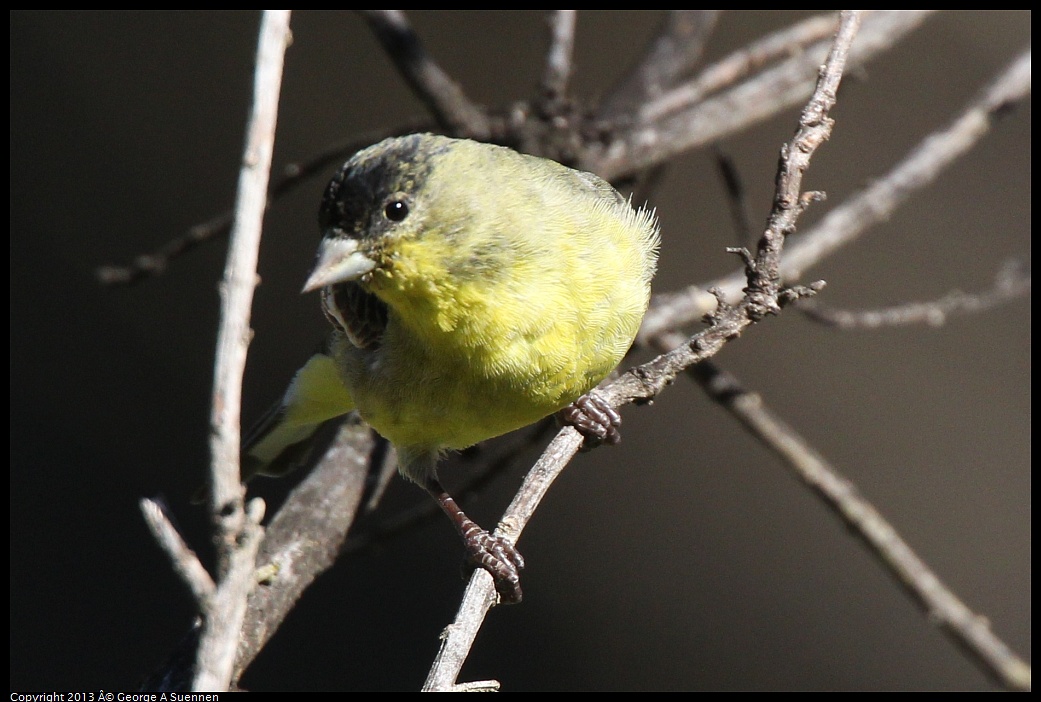 0220-102713-01.jpg - Lesser Goldfinch