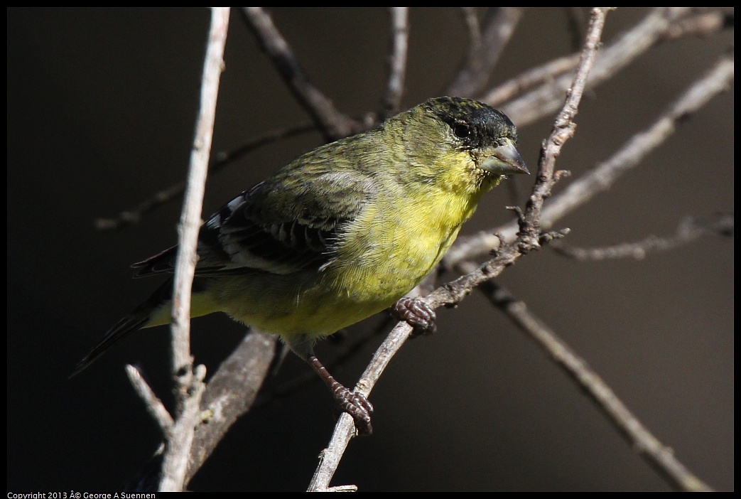 0220-102714-01.jpg - Lesser Goldfinch