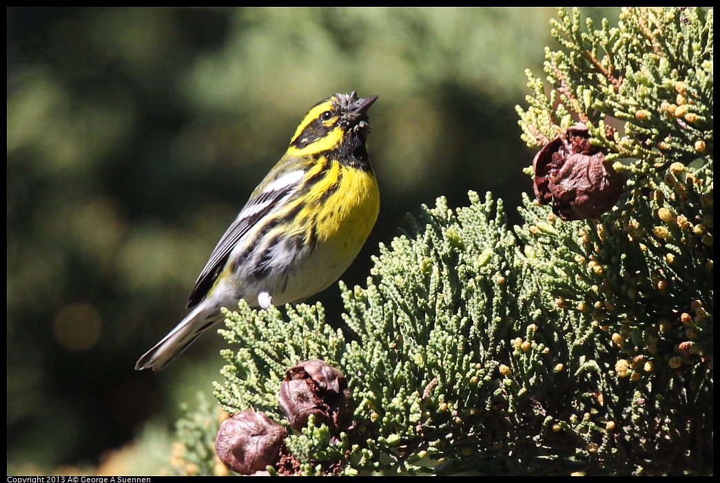 0220-102745-01.jpg - Townsend's Warbler