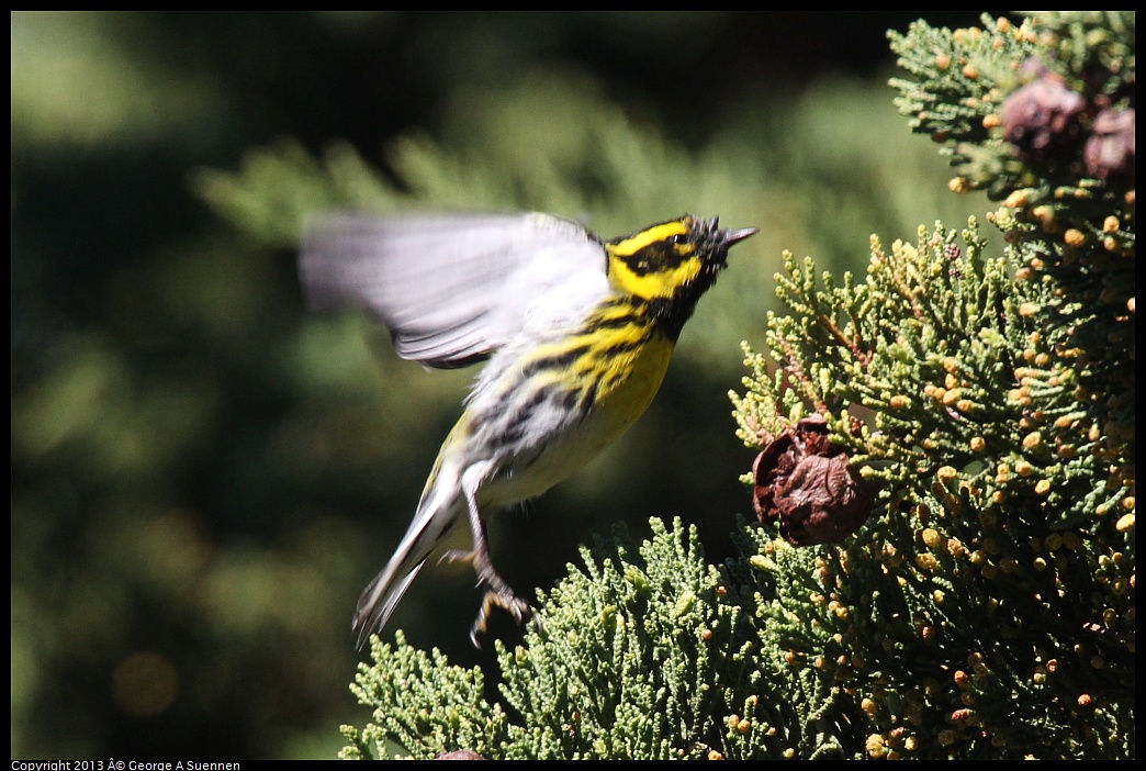 0220-102751-01.jpg - Townsend's Warbler