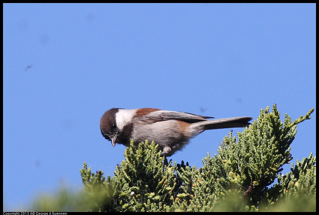 0220-102801-01.jpg - Chestnut-backed Chickadee