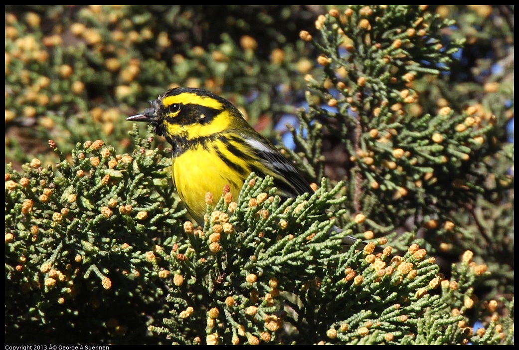 0220-102858-03.jpg - Townsend's Warbler