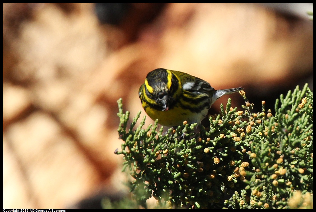 0220-102903-03.jpg - Townsend's Warbler