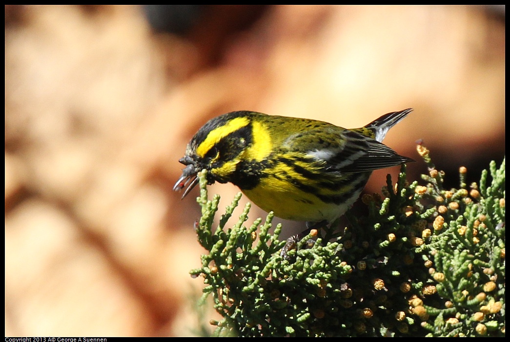 0220-102907-03.jpg - Townsend's Warbler