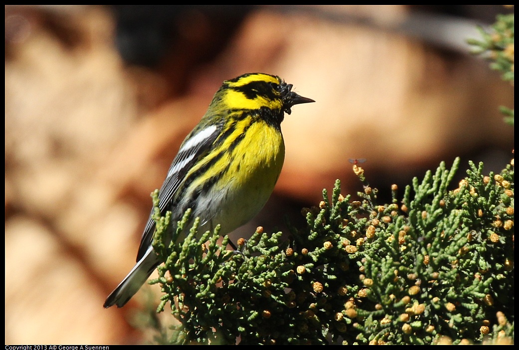 0220-102910-02.jpg - Townsend's Warbler