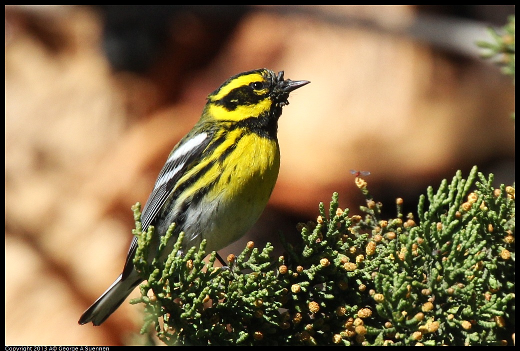 0220-102910-03.jpg - Townsend's Warbler