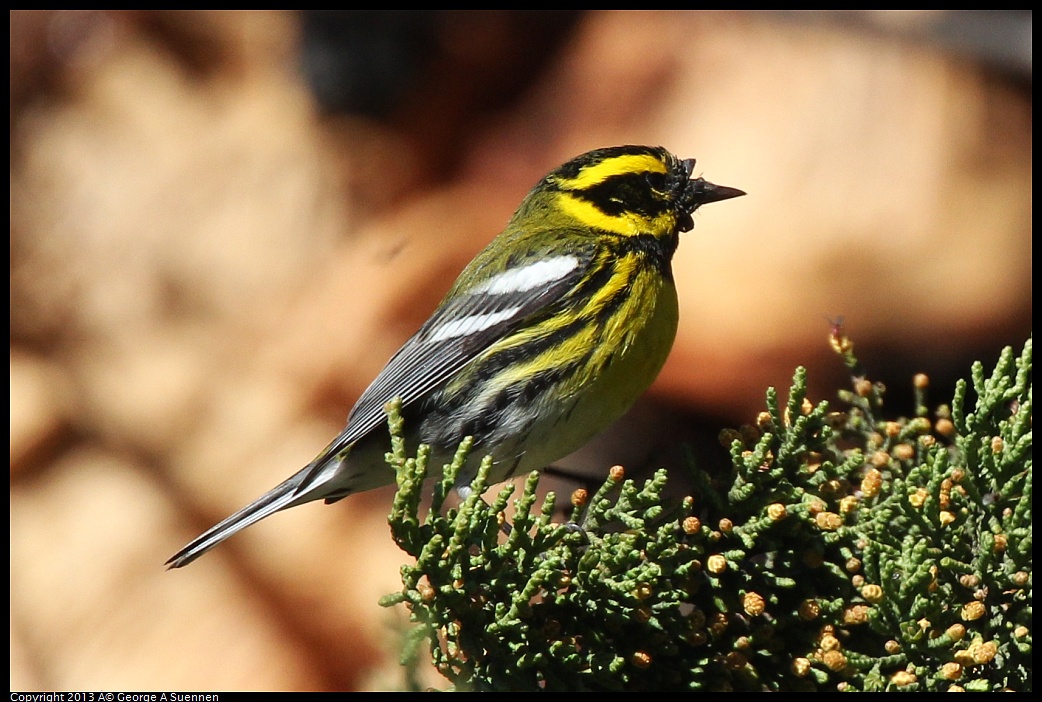 0220-102910-04.jpg - Townsend's Warbler