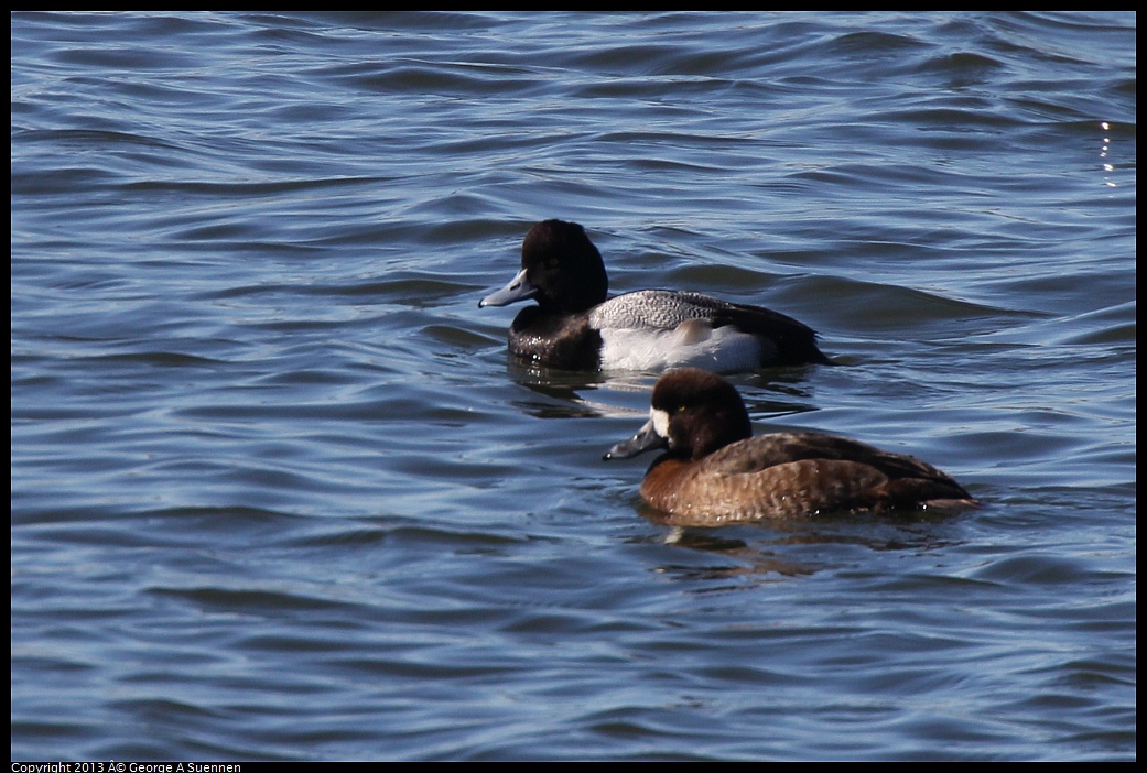 0220-103614-01.jpg - Lesser Scaup