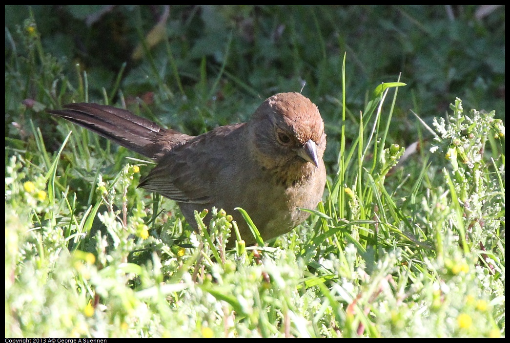 0220-103810-02.jpg - California Towhee