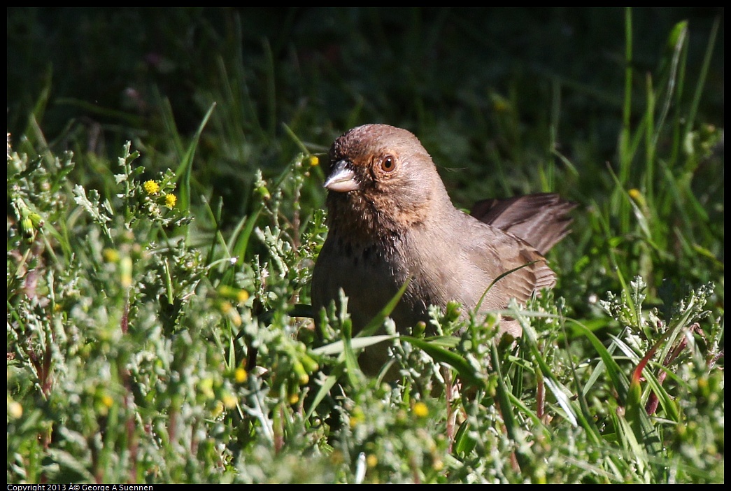 0220-103812-01.jpg - California Towhee