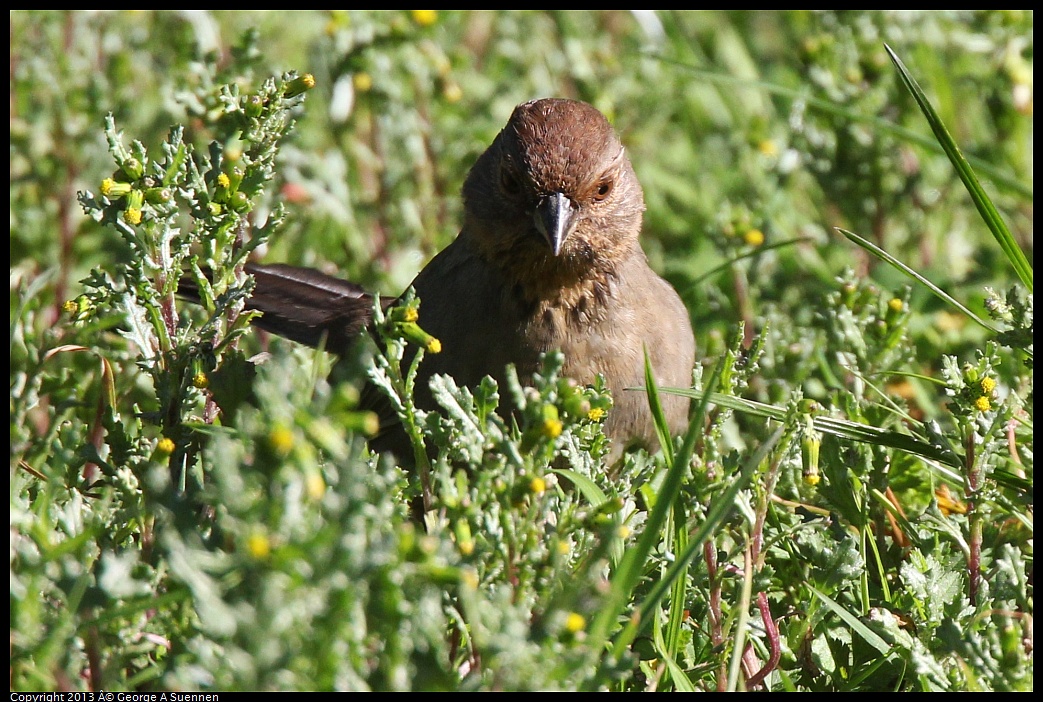 0220-103828-01.jpg - California Towhee