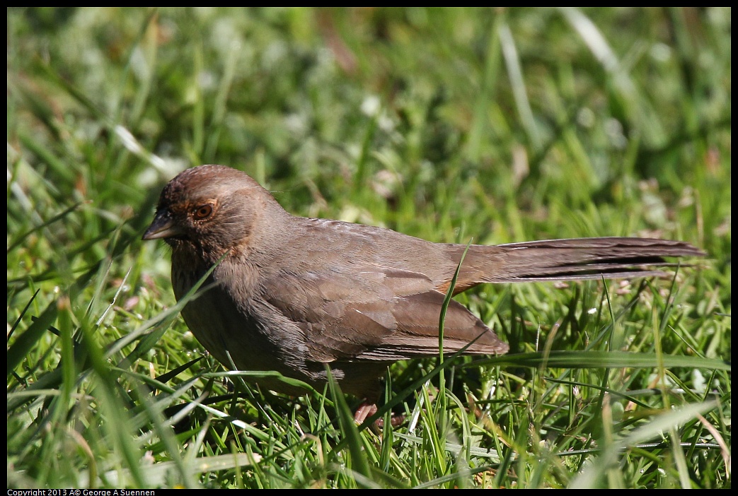 0220-103915-02.jpg - California Towhee