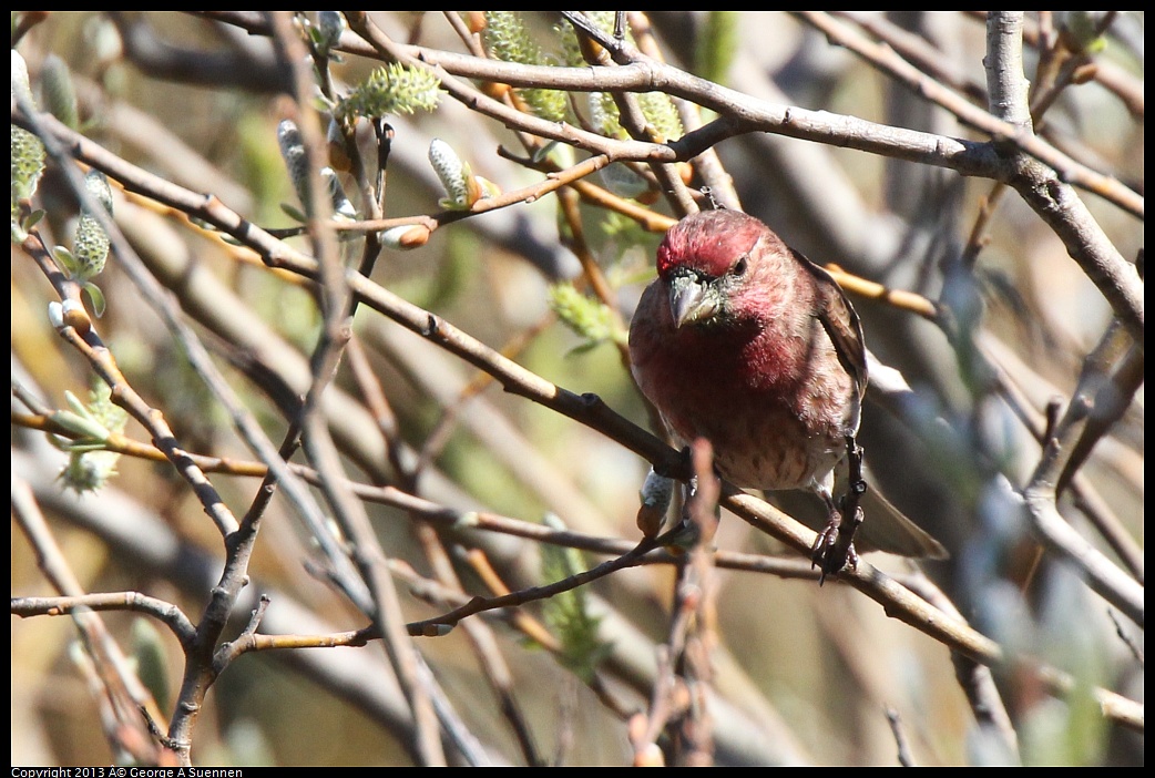 0220-104111-01.jpg - Purple Finch