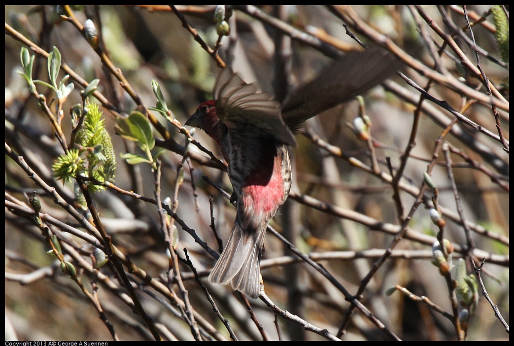 0220-104138-01.jpg - Purple Finch