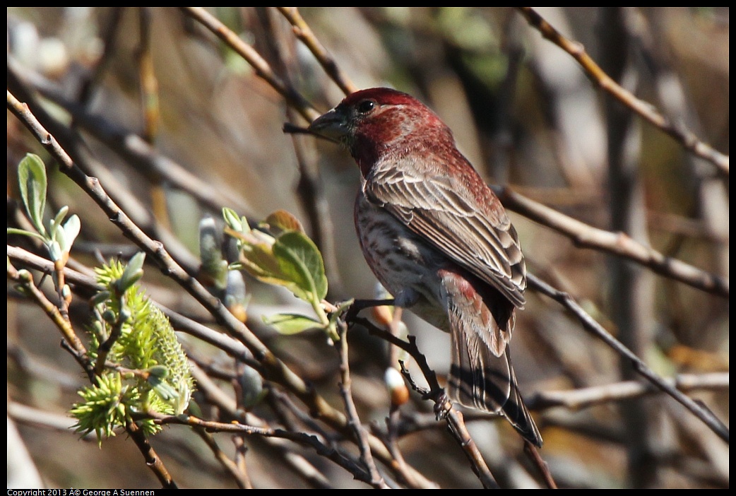 0220-104138-04.jpg - Purple Finch