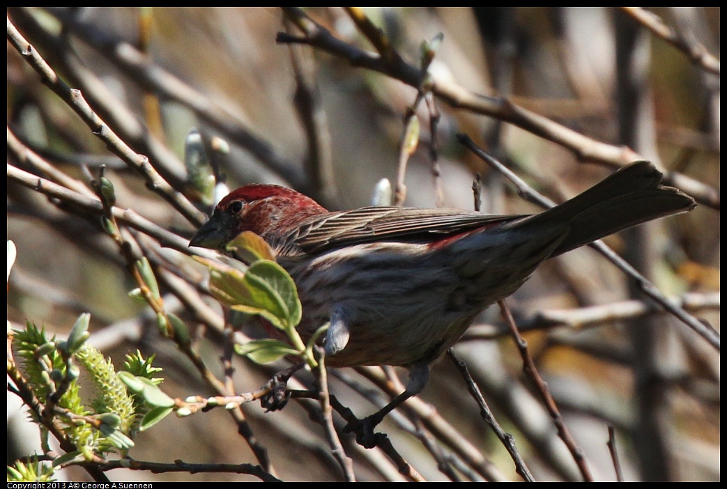 0220-104139-01.jpg - Purple Finch