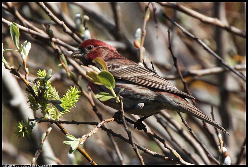 0220-104142-01.jpg - Purple Finch