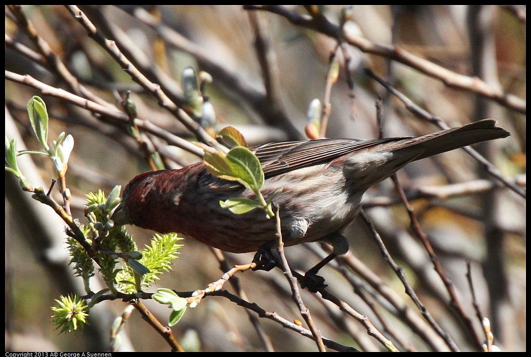 0220-104143-01.jpg - Purple Finch