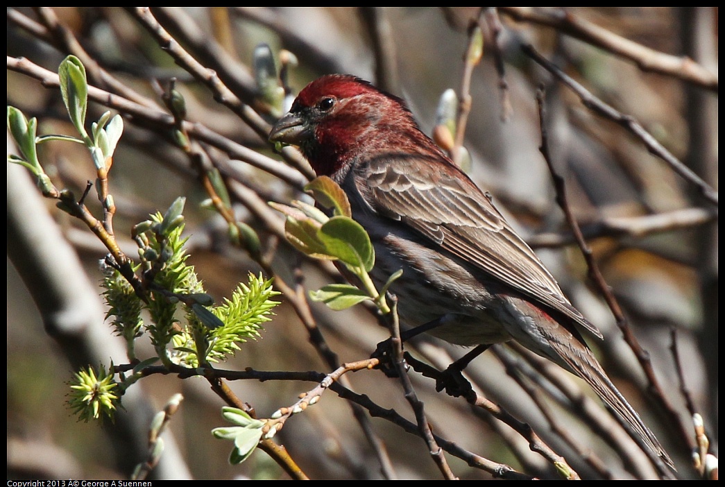 0220-104144-03.jpg - Purple Finch