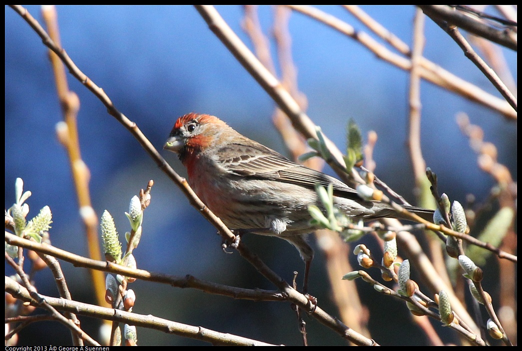 0220-104200-01.jpg - Purple Finch