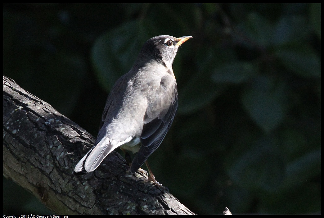 0220-104429-01.jpg - American Robin