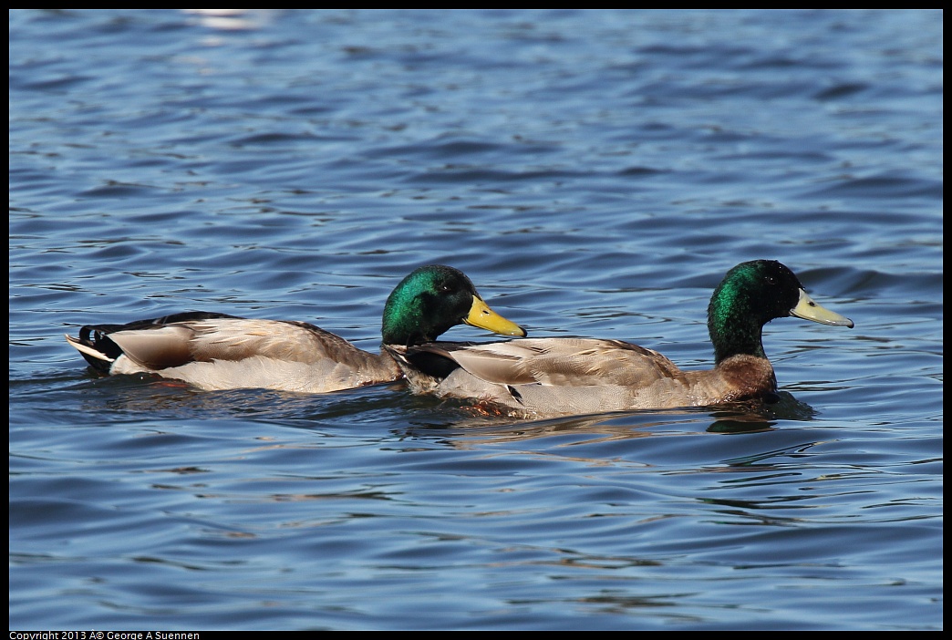 0220-104932-01.jpg - Mallard