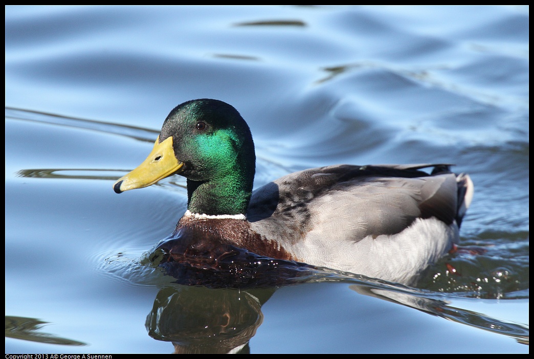 0220-105022-02.jpg - Mallard