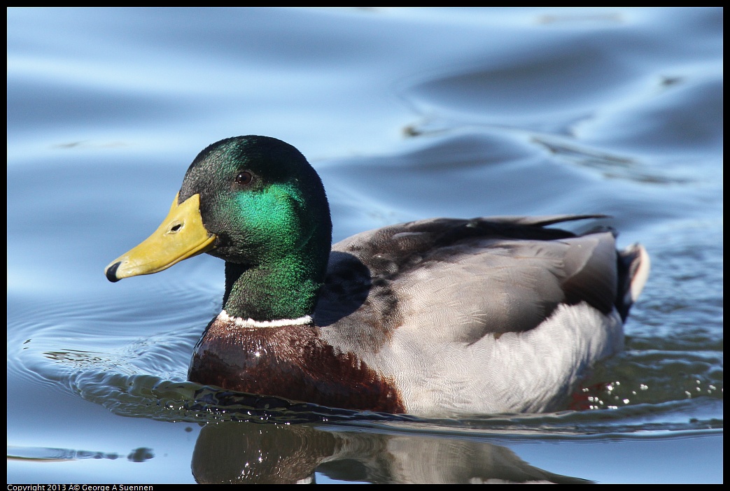 0220-105024-02.jpg - Mallard