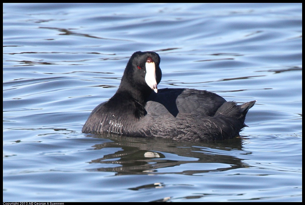 0220-105106-01.jpg - American Coot