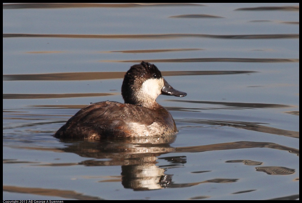 0222-092436-02.jpg - Ruddy Duck