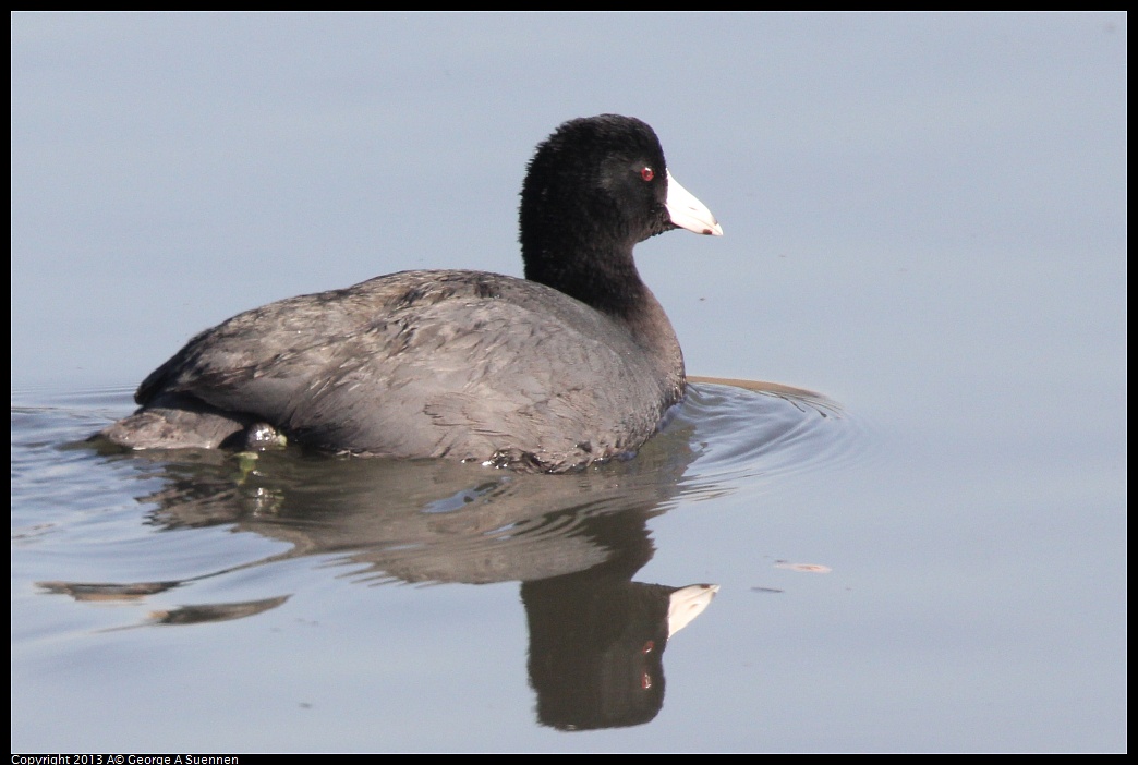 0222-092437-03.jpg - American Coot