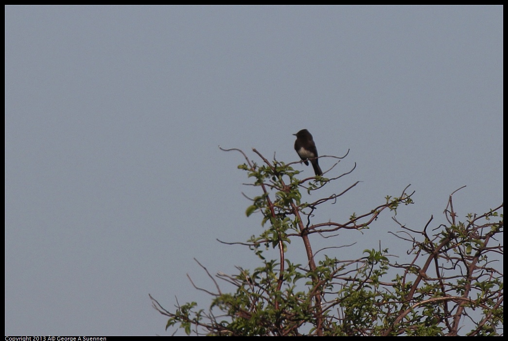 0222-092838-04.jpg - Black Phoebe