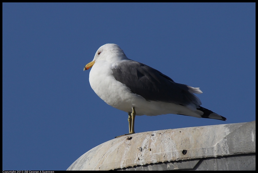 0222-093037-01.jpg - California Gull