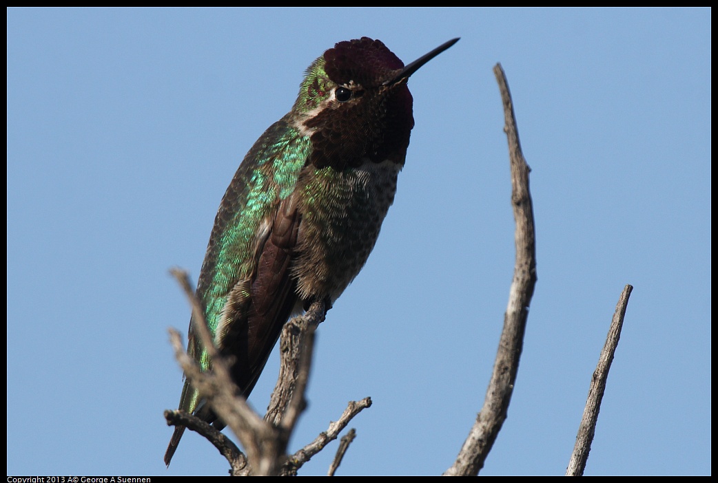 0222-093730-01.jpg - Anna's Hummingbird