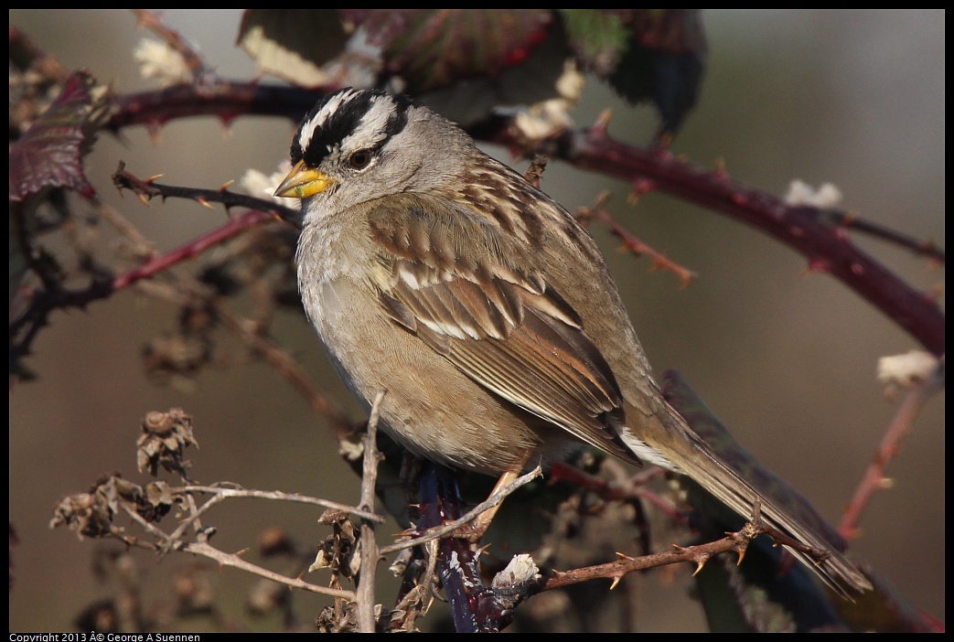 0222-093828-01.jpg - White-crowned Sparrow