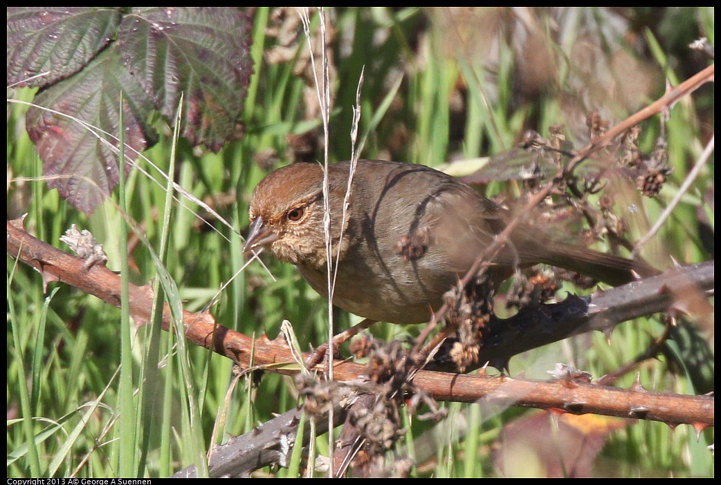 0222-093845-01.jpg - California Towhee