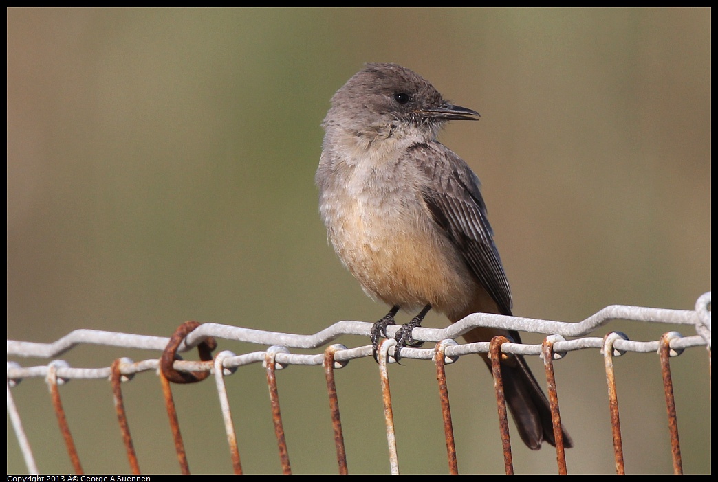 0222-094204-01.jpg - Say's Phoebe