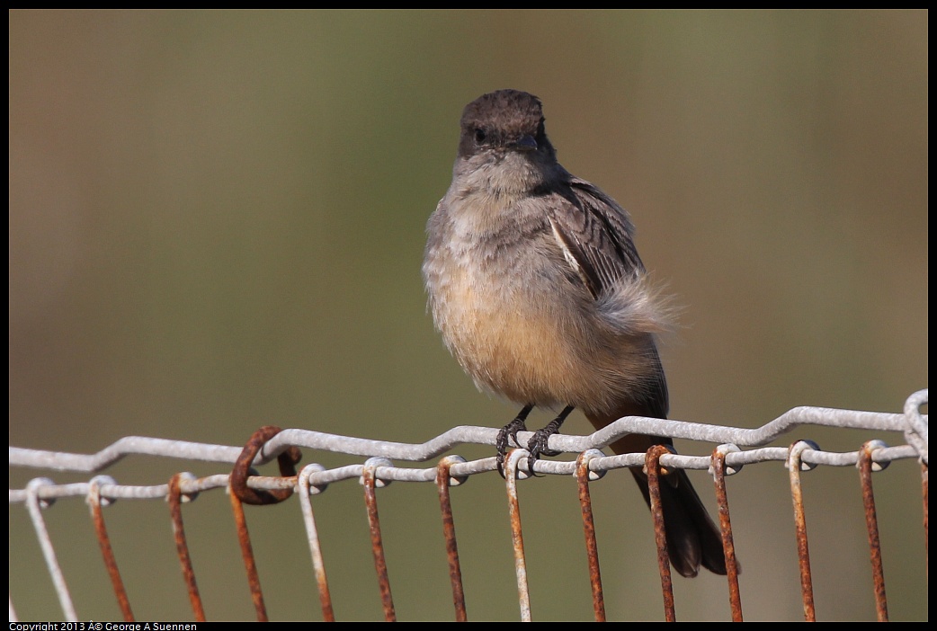 0222-094206-02.jpg - Say's Phoebe