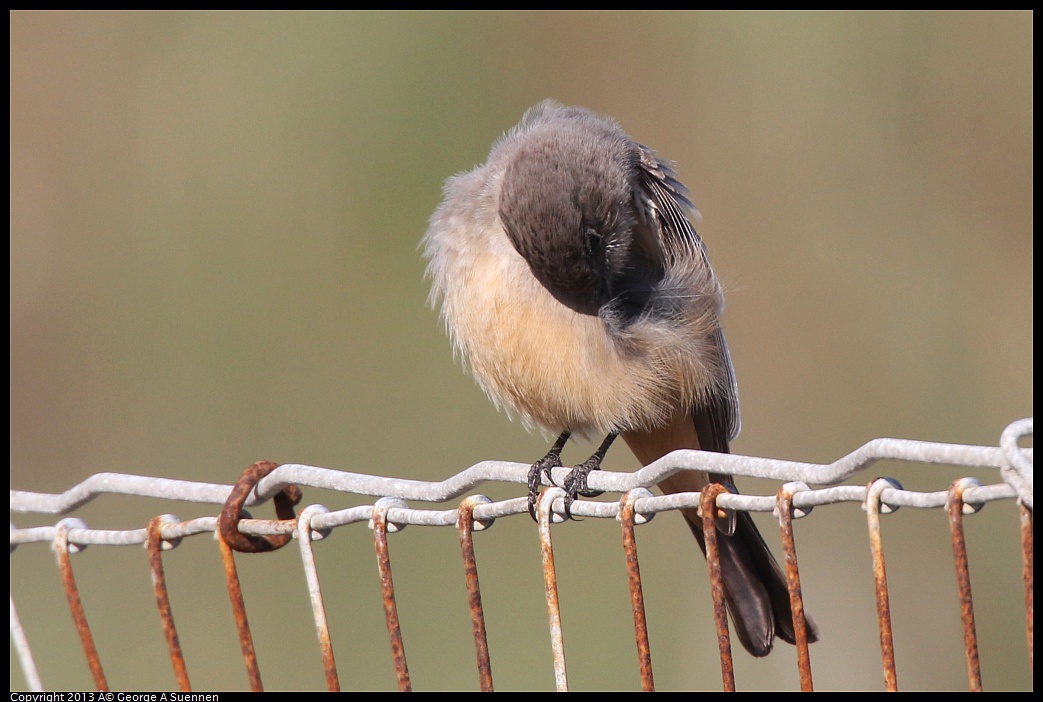 0222-094211-01.jpg - Say's Phoebe