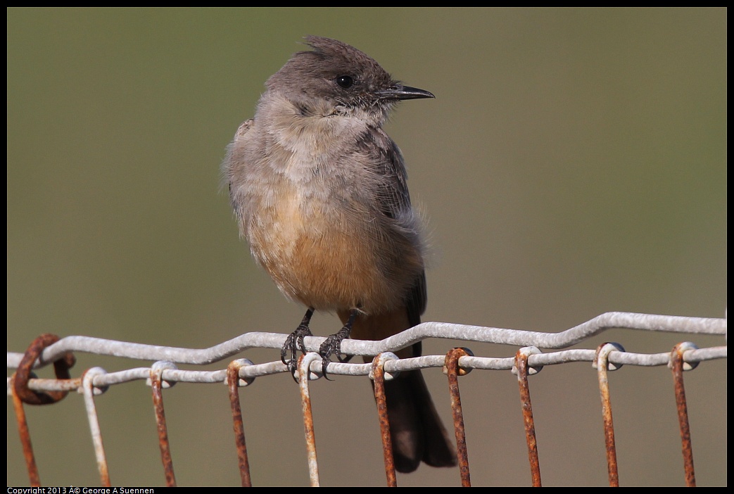 0222-094227-02.jpg - Say's Phoebe