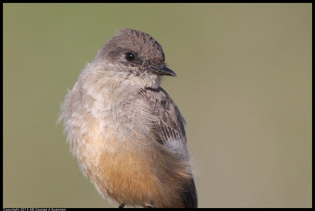 0222-094246-01.jpg - Say's Phoebe