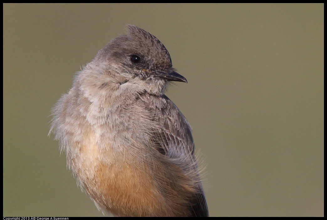 0222-094304-01.jpg - Say's Phoebe