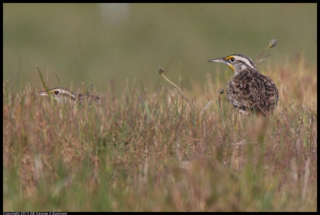 0222-094529-01.jpg - Western Meadowlark