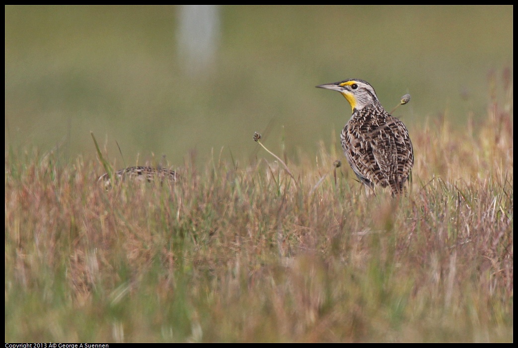 0222-094531-01.jpg - Western Meadowlark