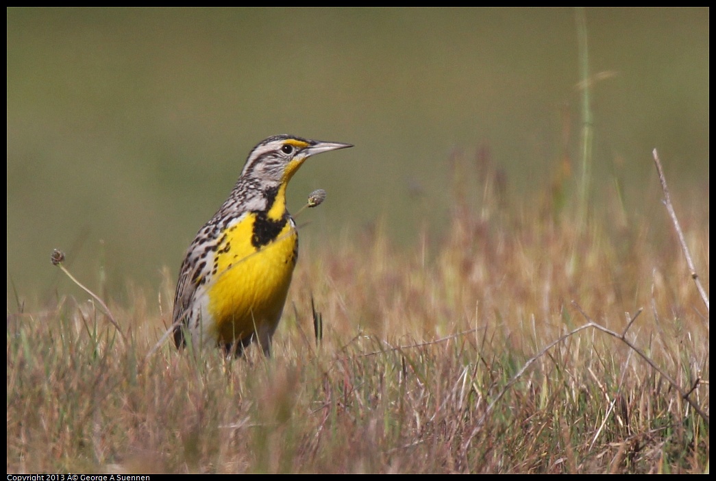 0222-094547-05.jpg - Western Meadowlark